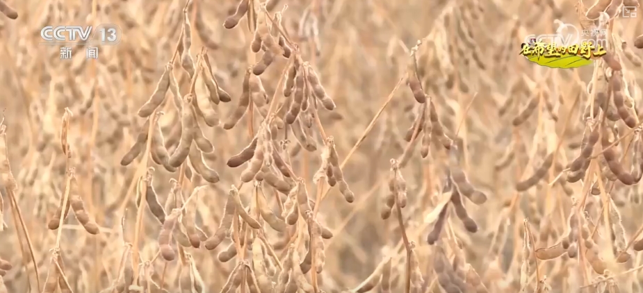 田野丰收图片简笔画__丰收田园画