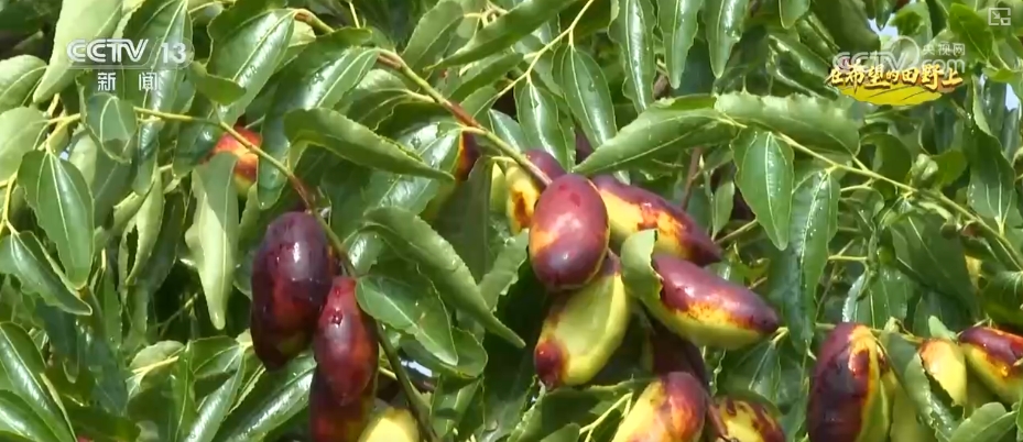 丰收田园画__田野丰收图片简笔画