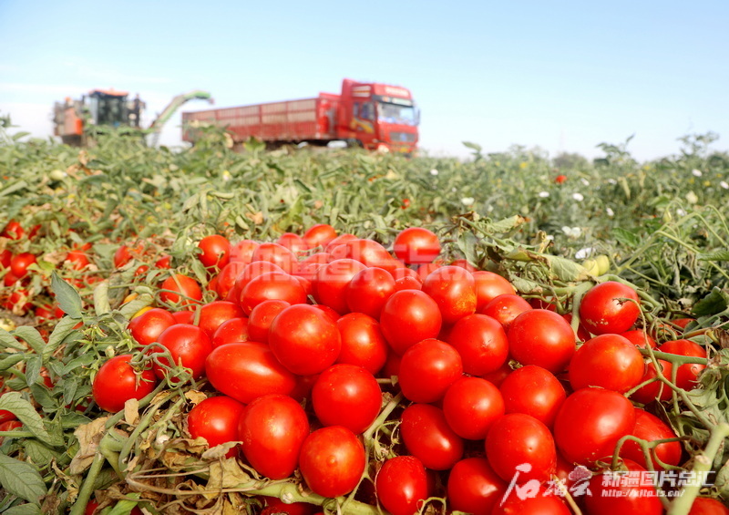 新疆建设兵团98年玉林_新疆生产建设兵团兵团_