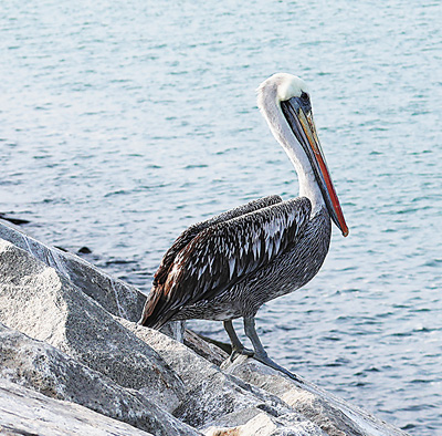 我在秘鲁修港口，常有“朋友”来做客__我在秘鲁修港口，常有“朋友”来做客