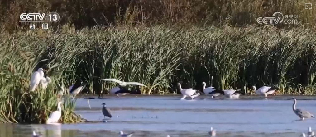 万物清新什么意思__万物清新