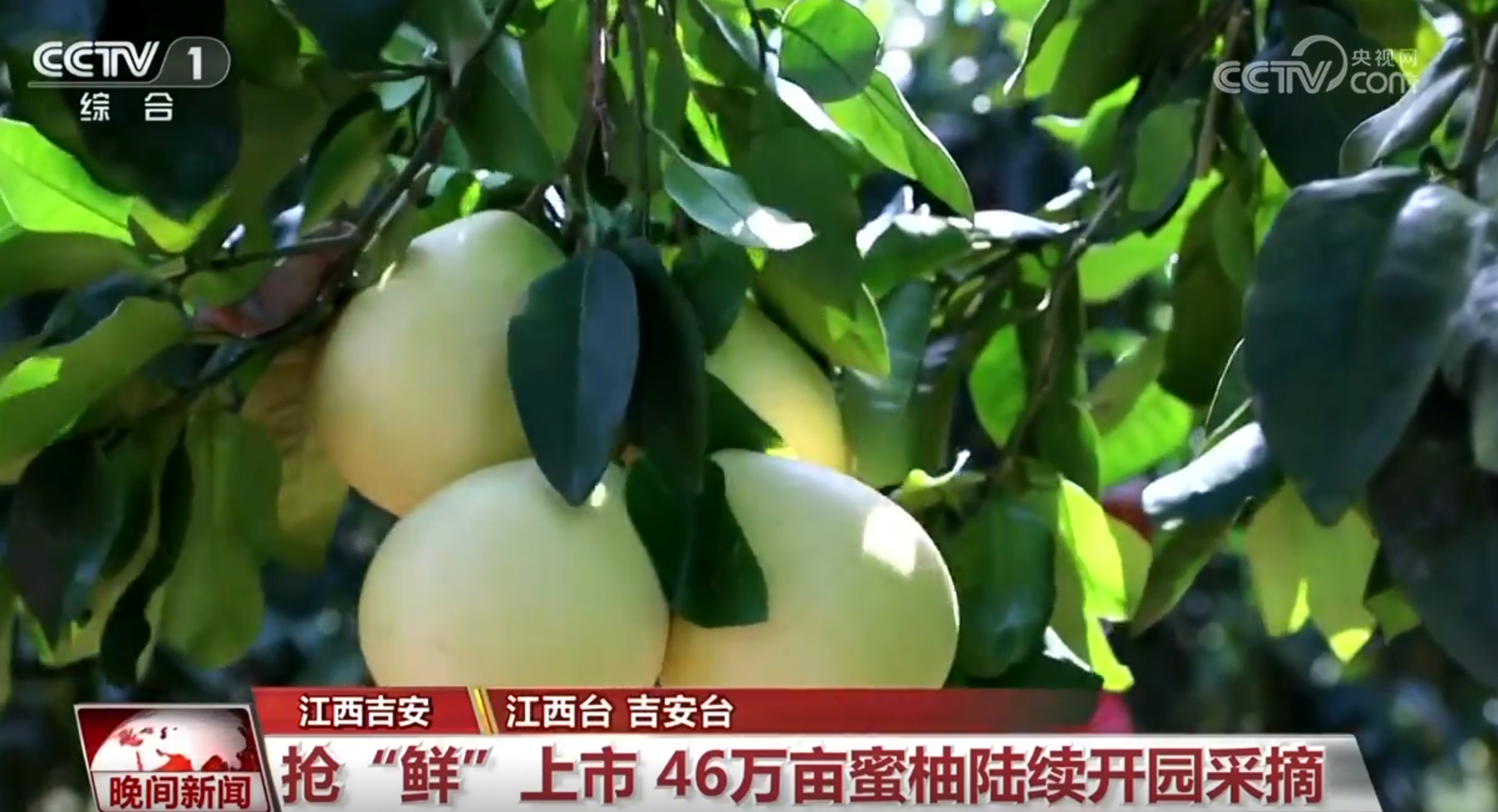 金秋田野作文_金秋田野图片_