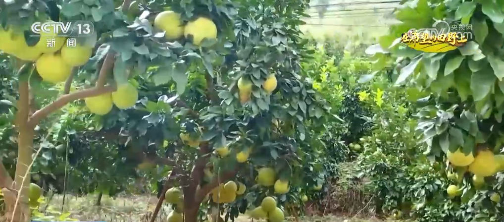 _小麦丰收视频_播种小麦发微信说说