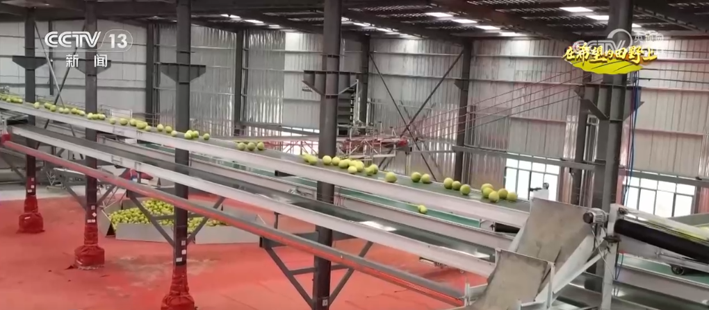 播种小麦发微信说说__小麦丰收视频