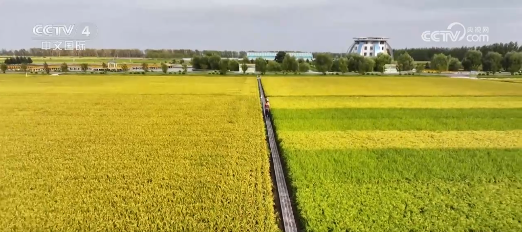 荒原变粮仓 “数”说北大荒新型农业现代化道路_荒原变粮仓 “数”说北大荒新型农业现代化道路_