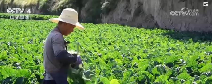蔬菜价格明显回落 多措并举拎稳“菜篮子”__蔬菜价格明显回落 多措并举拎稳“菜篮子”