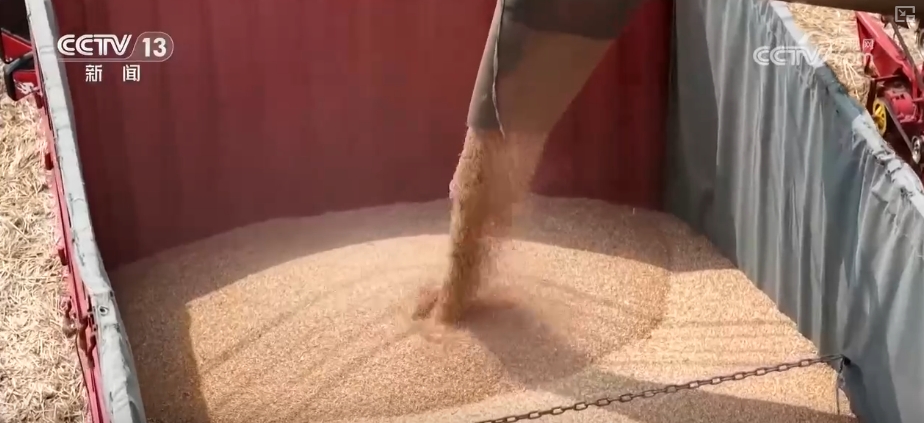 成熟期小麦图片__成熟的小麦叫什么
