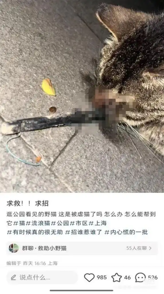 上海市民接力找寻7天！脸被射穿的狸花猫获救，医药费1天筹到四千多_上海市民接力找寻7天！脸被射穿的狸花猫获救，医药费1天筹到四千多_