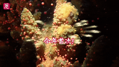 大鹏珊瑚基地__鹿角花珊瑚