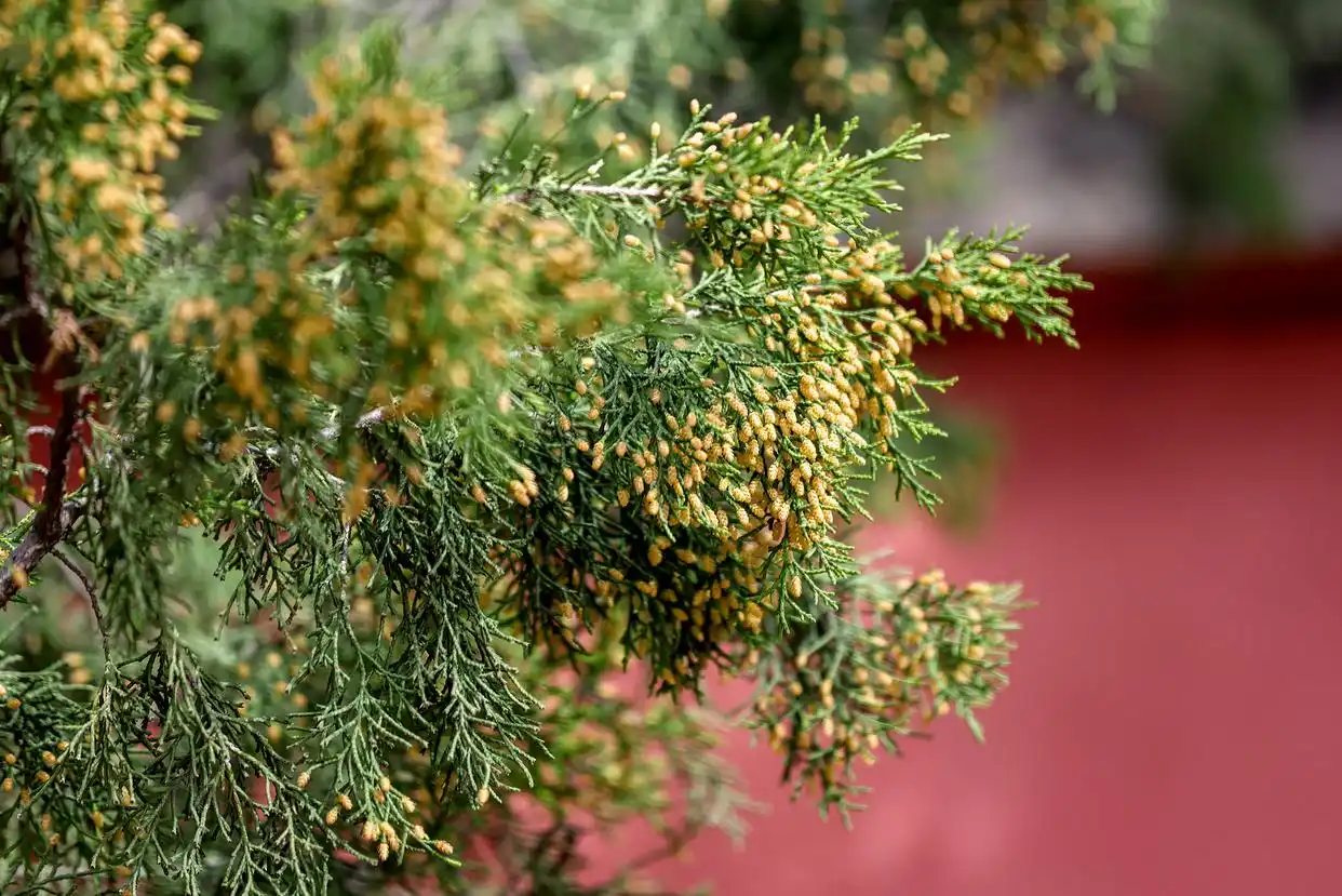 我要看花粉过敏__过敏的花粉