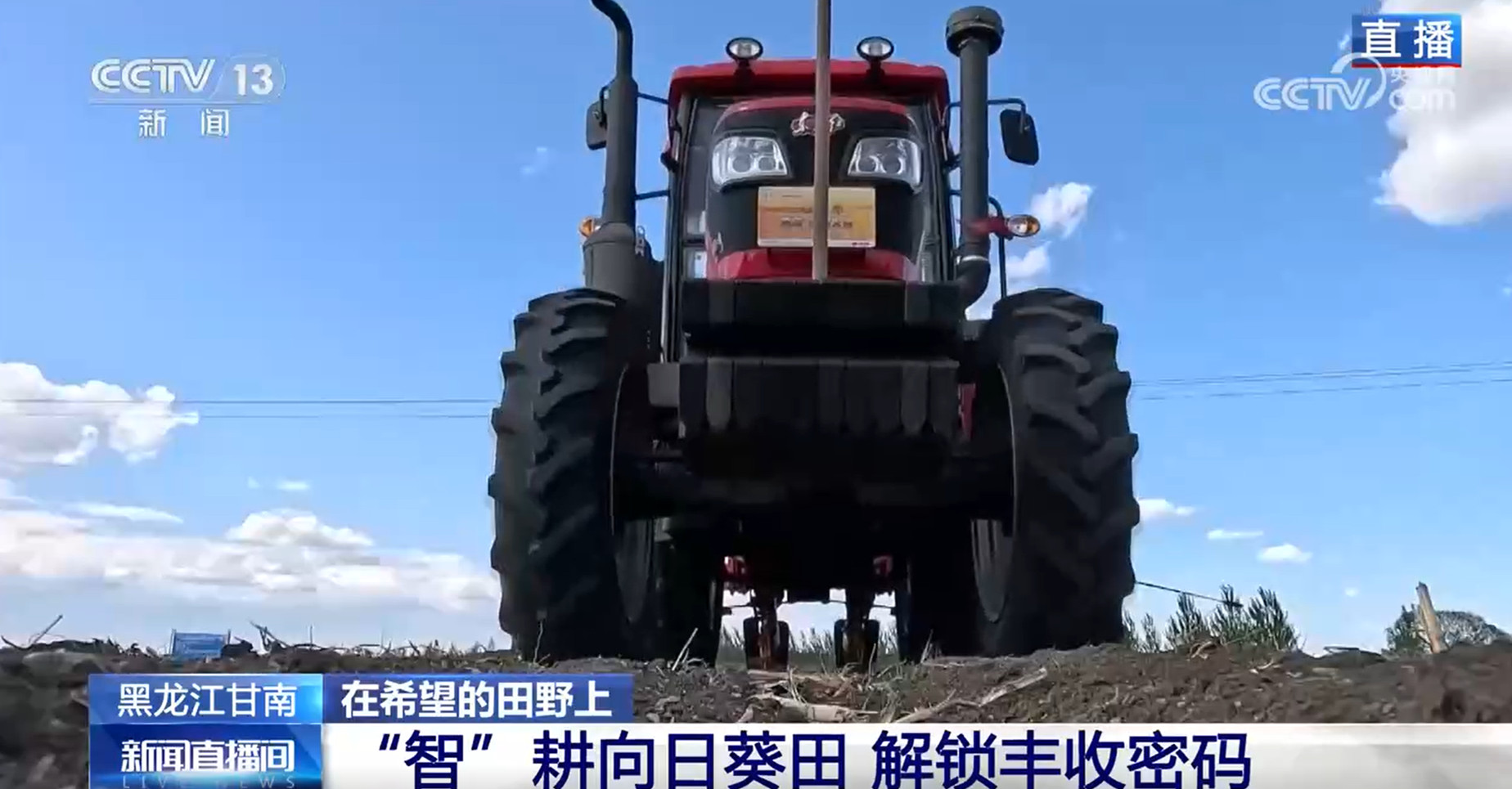 丰收的向日葵_向日葵农民丰收的图片_